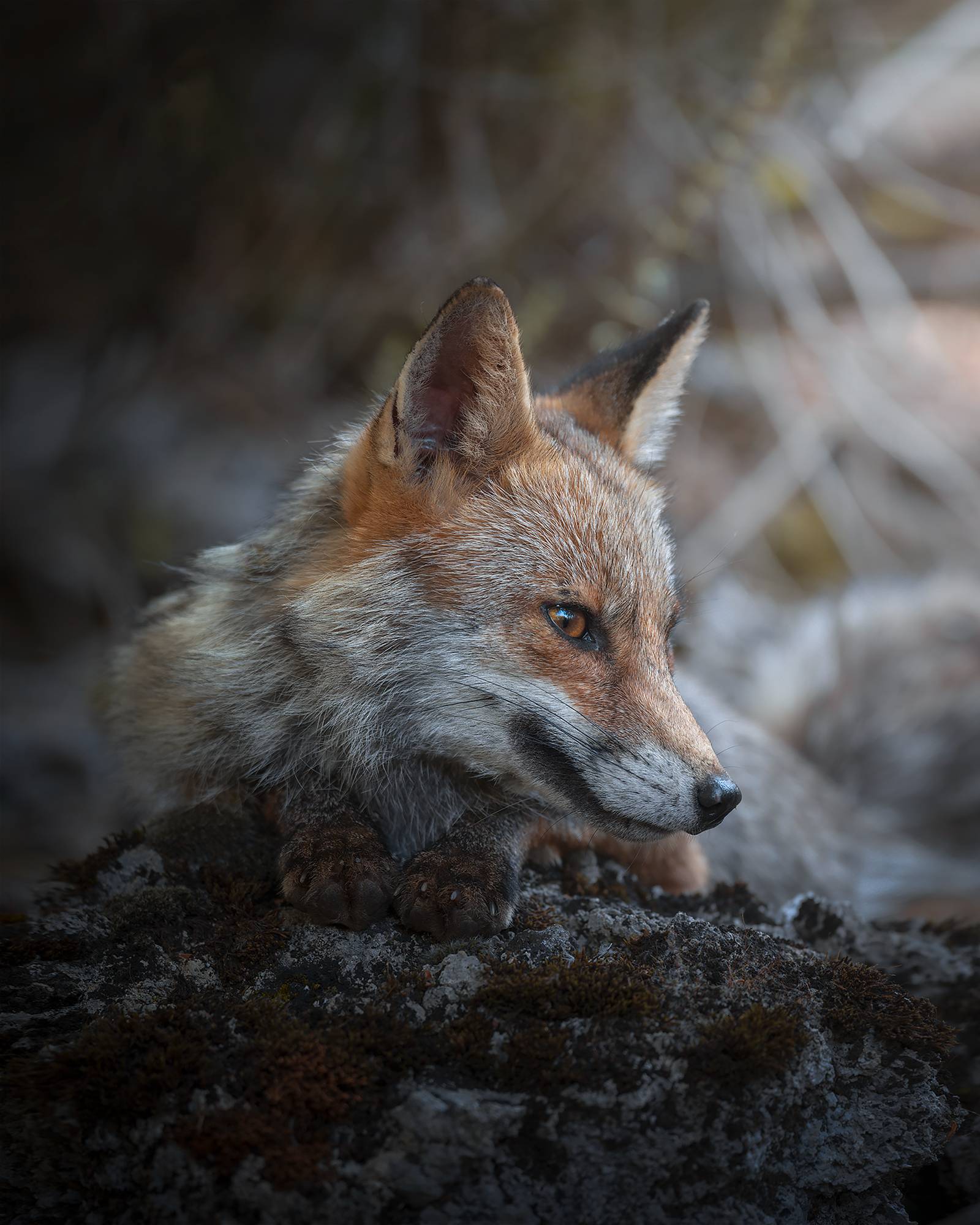 _E4A9850%20FULLSIZE%202 _E4A9850%20FULLSIZE%202